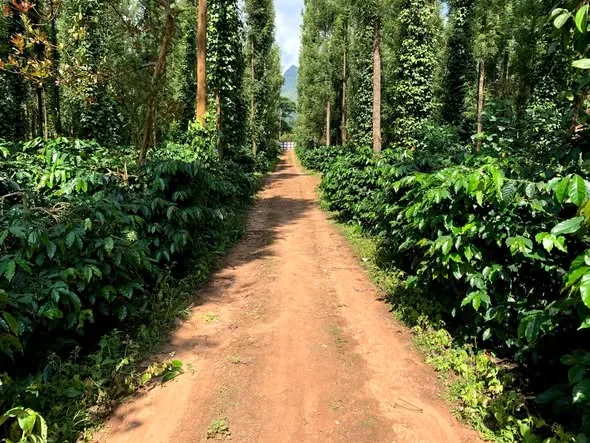 Chikmagalur: Where Karnataka’s Hills Brew Stories of Coffee Clouds & Calm