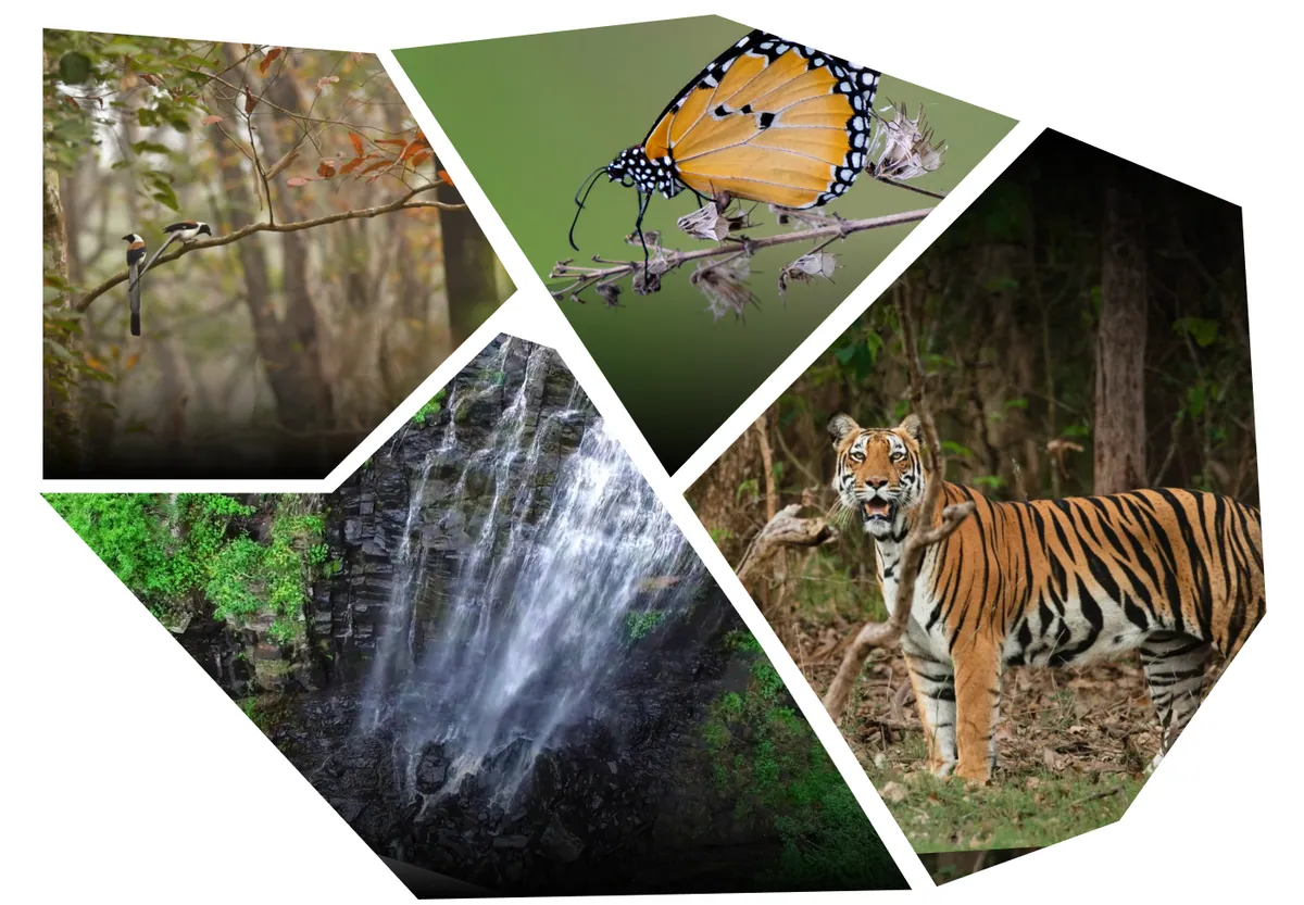 Chikmagalur: Where Karnataka’s Hills Brew Stories of Coffee Clouds & Calm