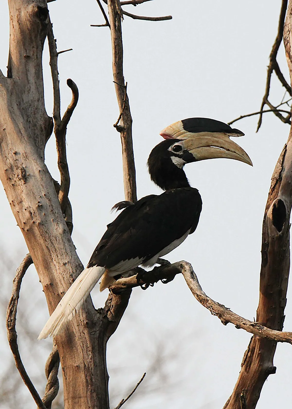 Kaav Safari Lodge: A Luxurious Escape into Kabini’s Untamed Wilderness