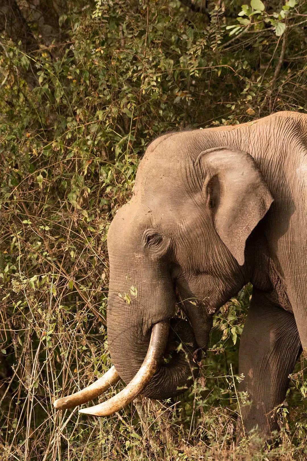 Kaav Safari Lodge: A Luxurious Escape into Kabini’s Untamed Wilderness