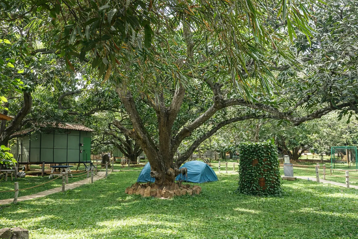 Mango Mist Resort: A Nature Wrapped Getaway of Adventure Wellness & Rustic Luxury