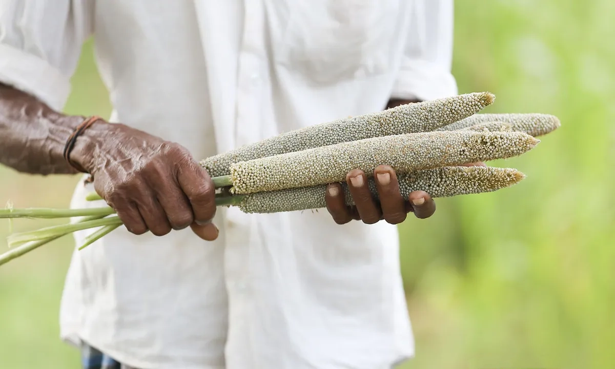 Karnataka’s Smart Farming Revolution: How Technology, Sustainability and Government Support Are Transforming Agriculture
