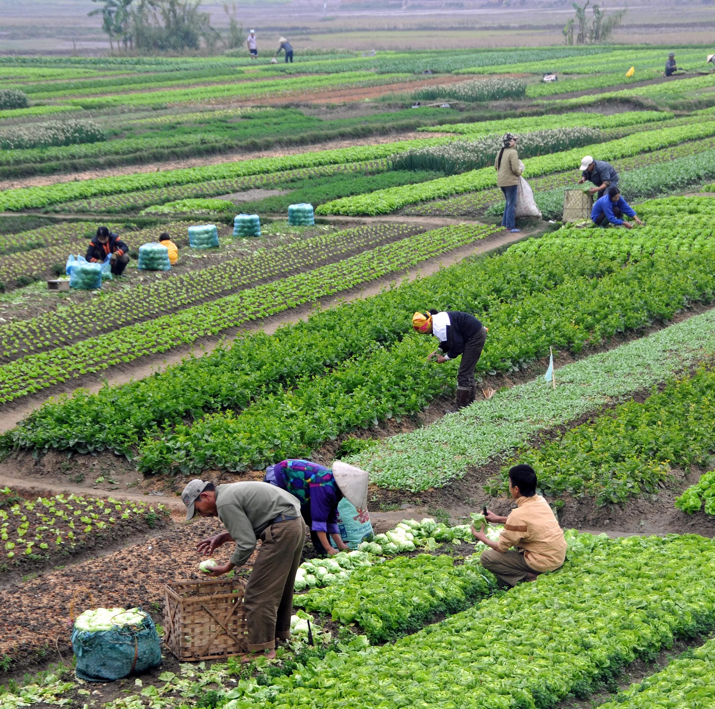 Sowing Confidence: Karnataka Strengthens Fertiliser Security for a Successful Kharif 2026
