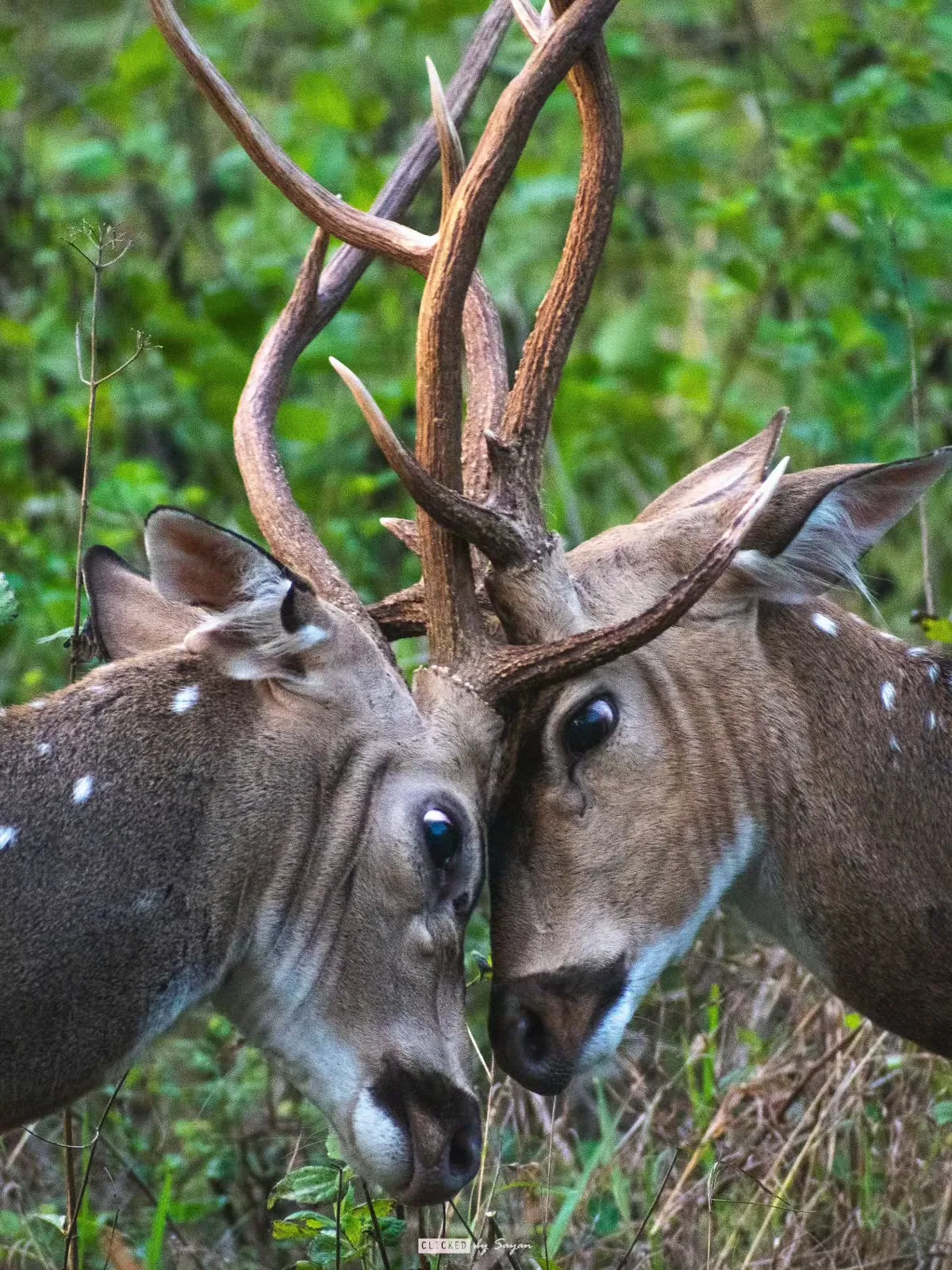 Into the Wild: Bandipur & the Living Heart of the Nilgiris