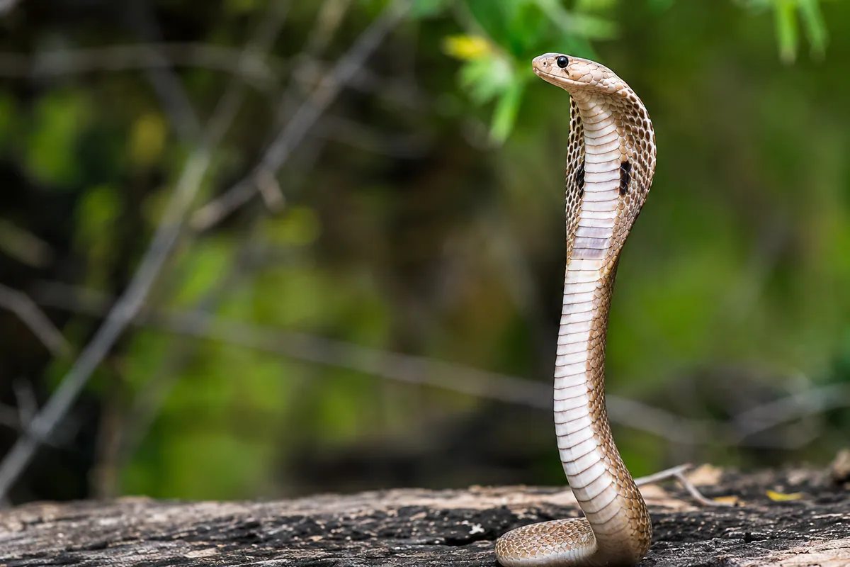 Into the Wild: Bandipur & the Living Heart of the Nilgiris