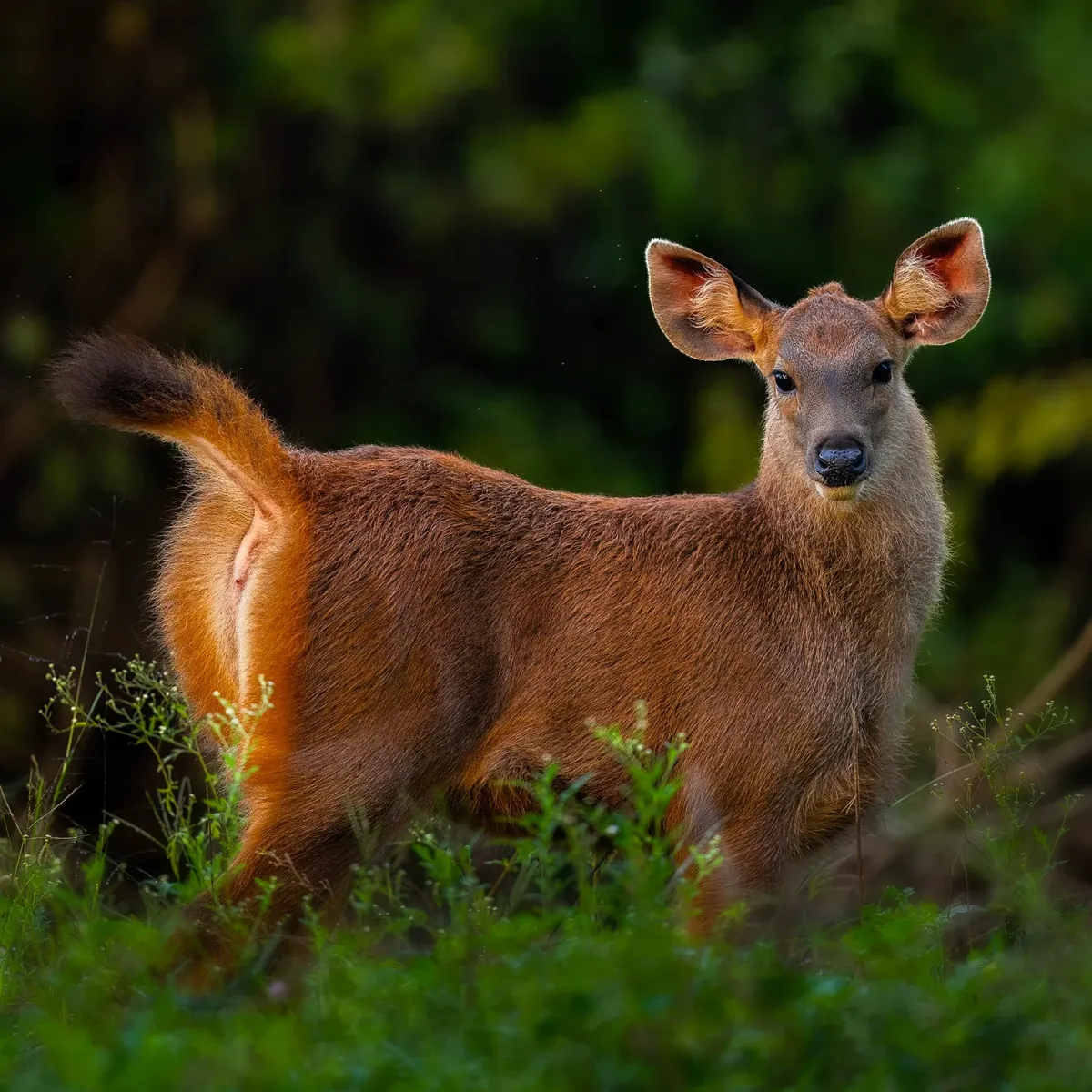 Into the Wild: Bandipur & the Living Heart of the Nilgiris
