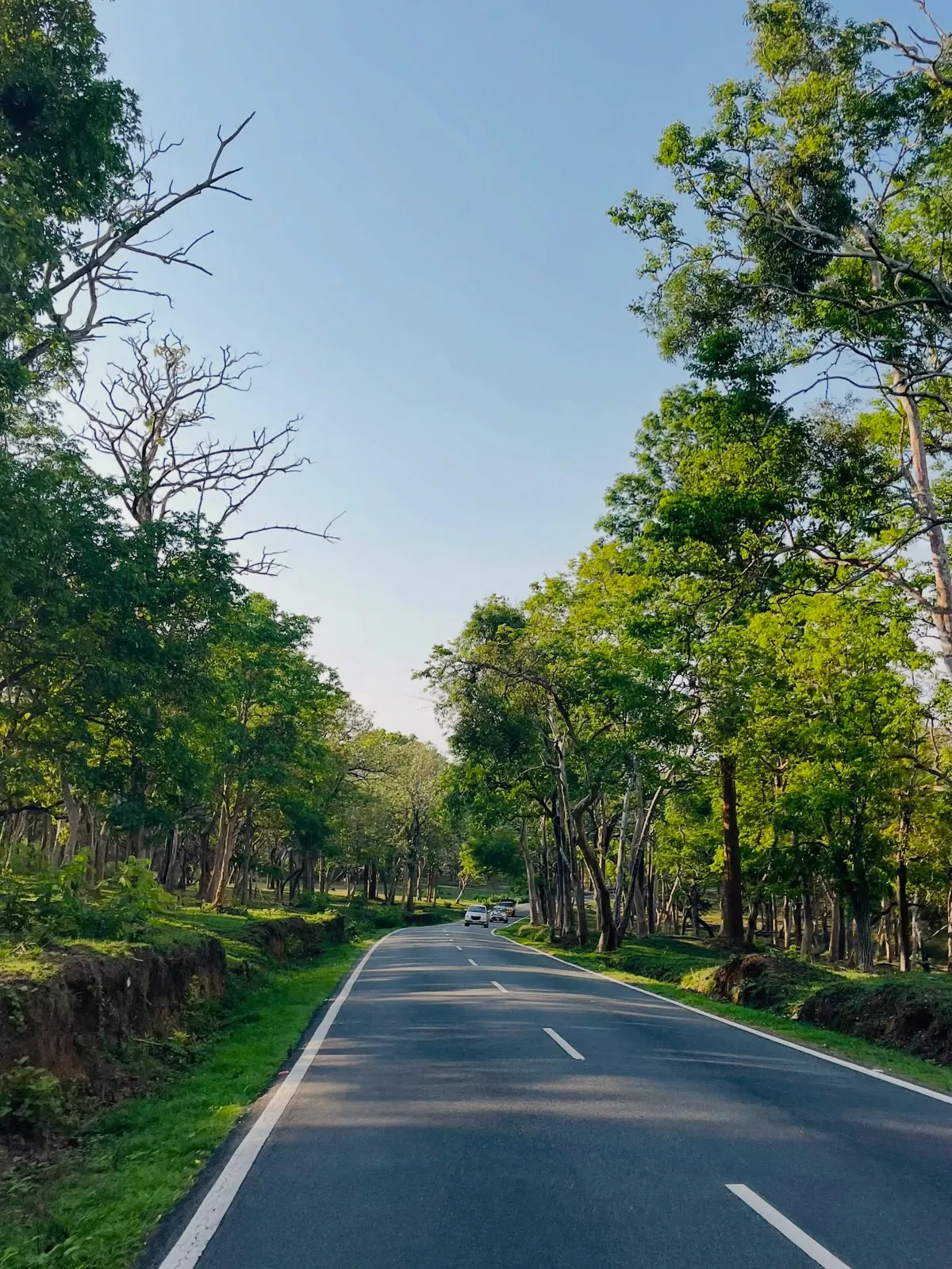 Into the Wild: Bandipur & the Living Heart of the Nilgiris
