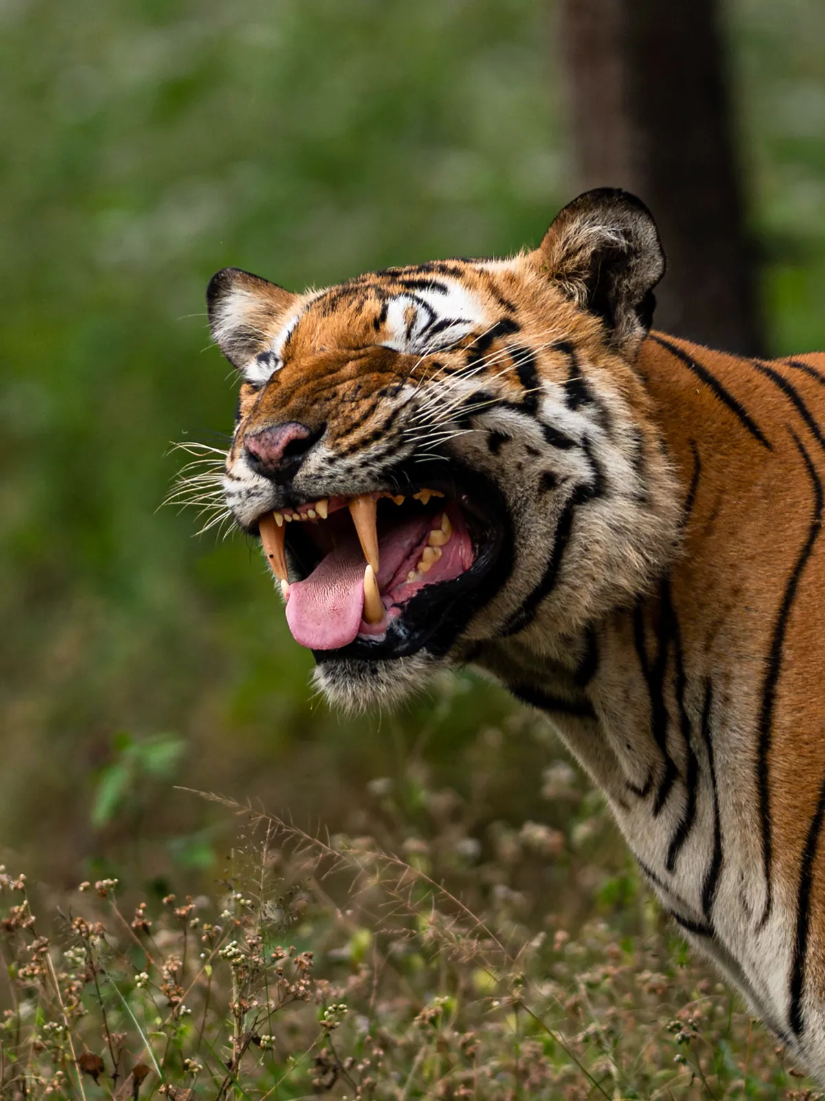 Into the Wild: Bandipur & the Living Heart of the Nilgiris
